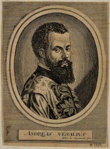 Read more about the article Andreas Vesalius Biography